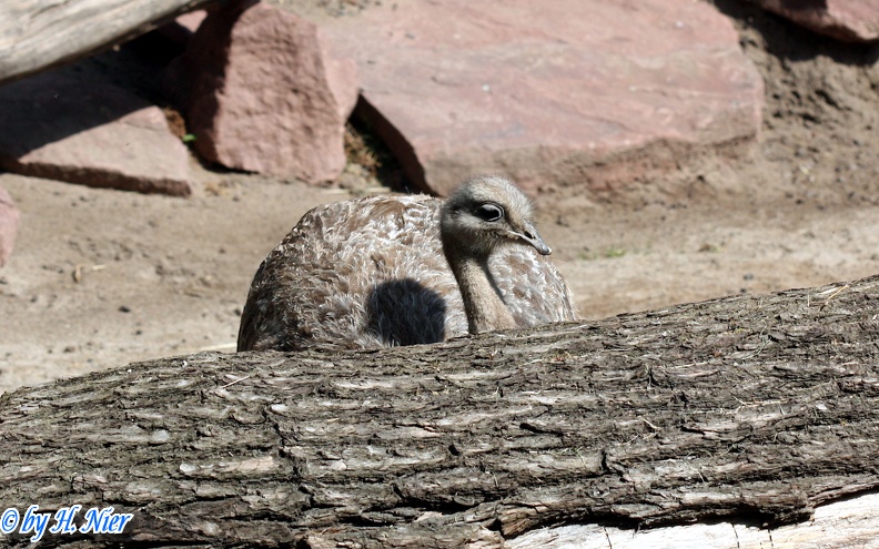 Rhea pennata -  1. Fund