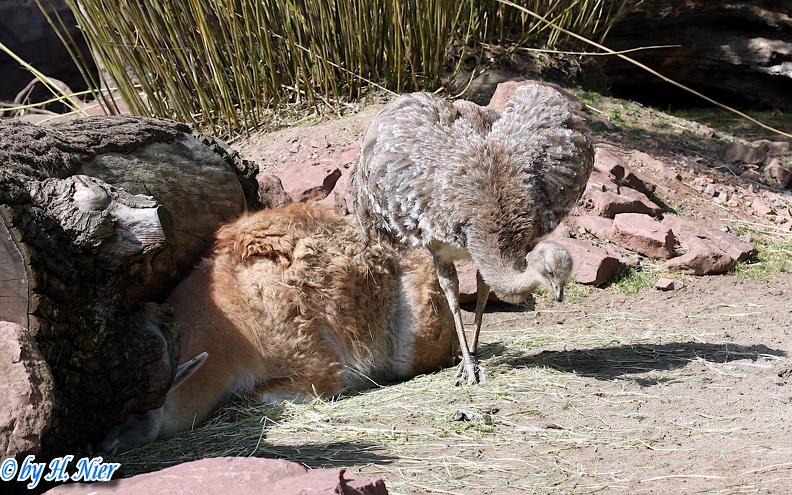 Rhea pennata -  1. Fund