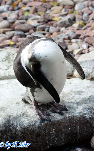 Spheniscus humboldti -  2. Fund