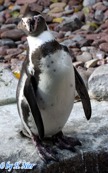 Spheniscus humboldti -  2. Fund