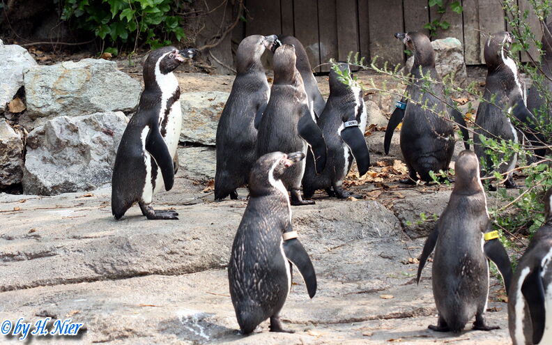 Spheniscus humboldti -  3. Fund