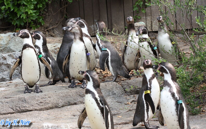 Spheniscus humboldti -  3. Fund