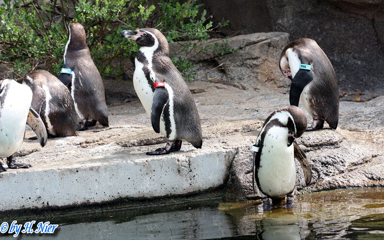 Spheniscus humboldti -  3. Fund