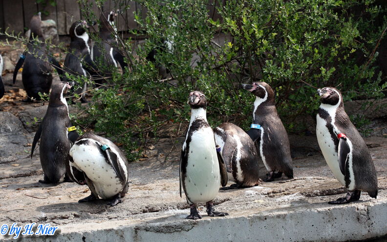 Spheniscus humboldti -  3. Fund