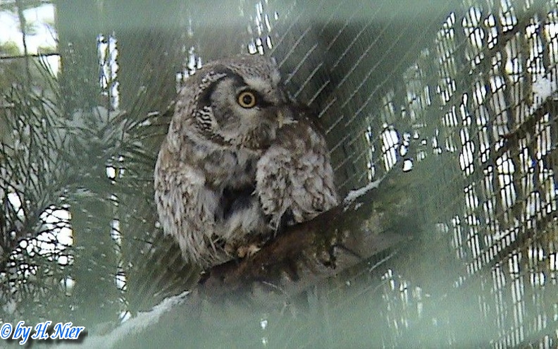 Aegolius funereus -  1. Fund