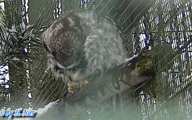 Aegolius funereus -  1. Fund