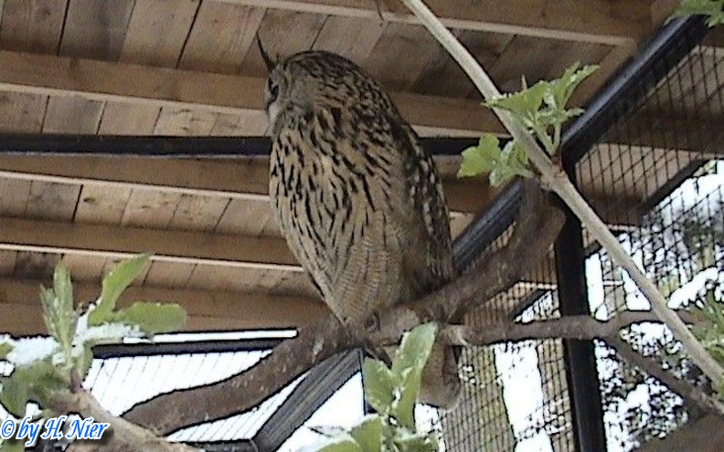 Bubo bubo -  1. Fund