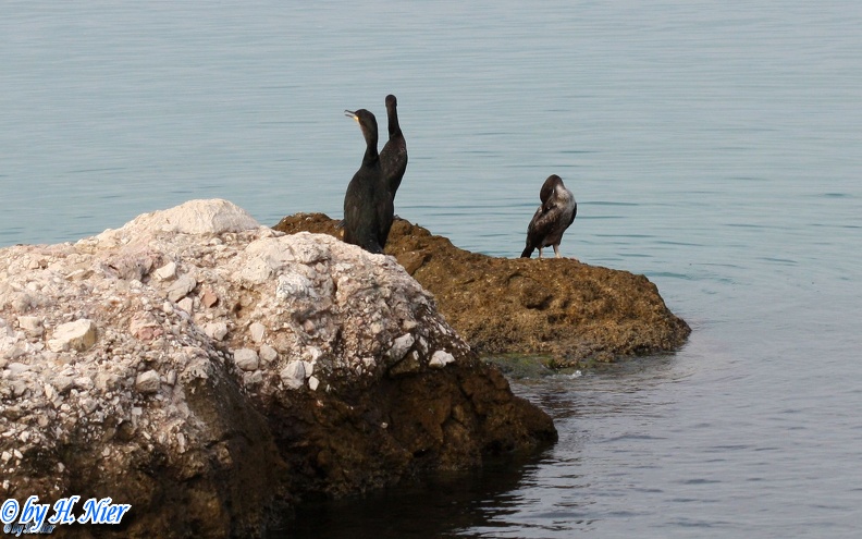 <a href='picture.php?/7347/category/2493'>Phalacrocorax aristotelis - 1. Fund</a> Phalacrocorax aristotelis - 1. Fund