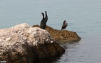 Phalacrocorax aristotelis -  1. Fund