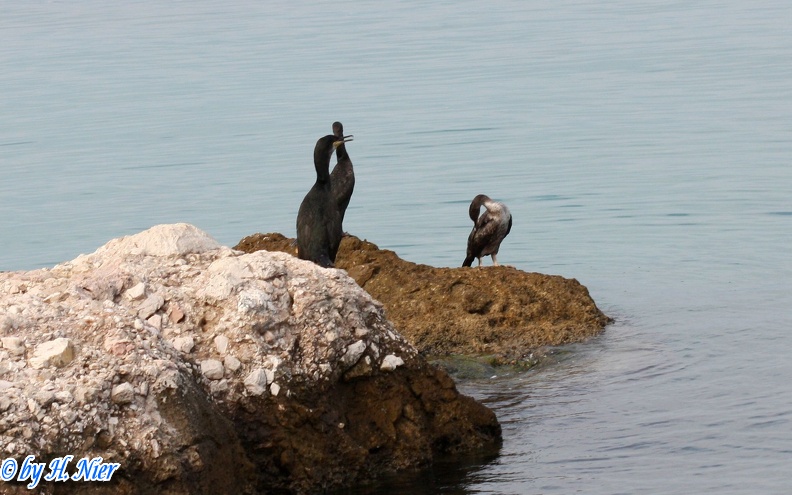 <a href='picture.php?/7348/category/2493'>Phalacrocorax aristotelis - 1. Fund</a> Phalacrocorax aristotelis - 1. Fund