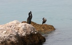 Phalacrocorax aristotelis - 1. Fund - Gefunden in Kroatien (Krk)Bei Njivice auf vorgelagerten Felsen im Meer Nähe des Uferbereiches. Phalacrocorax aristotelis - 1. Fund