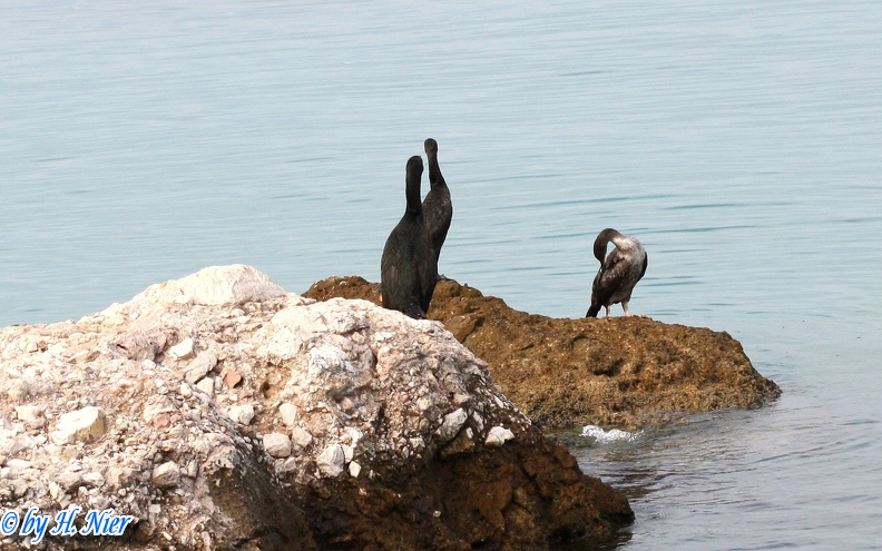 Phalacrocorax aristotelis -  1. Fund