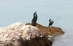 Phalacrocorax aristotelis - 1. Fund - Gefunden in Kroatien (Krk)Bei Njivice auf vorgelagerten Felsen im Meer Nähe des Uferbereiches. Phalacrocorax aristotelis - 1. Fund