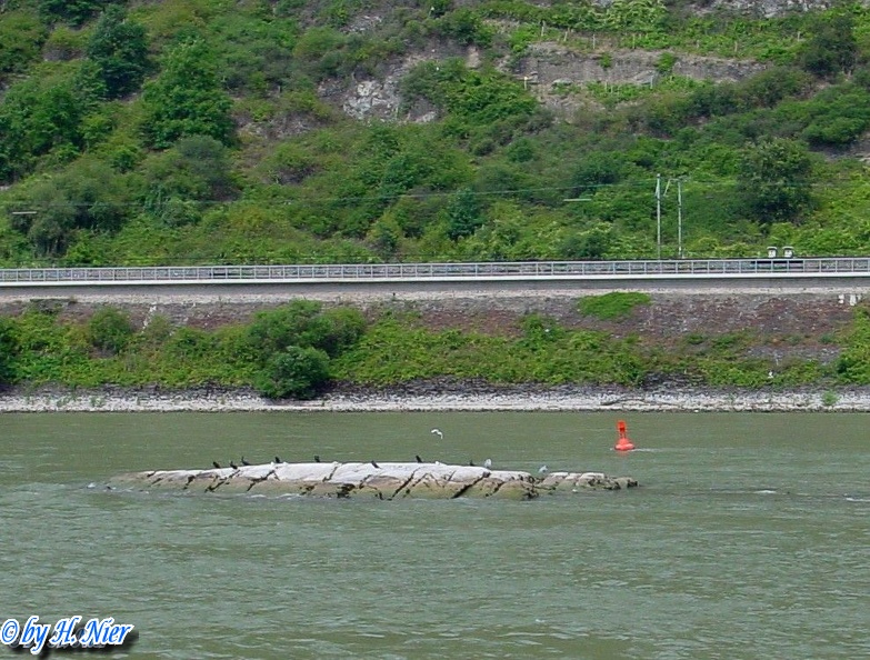 Phalacrocorax carbo -  1. Fund