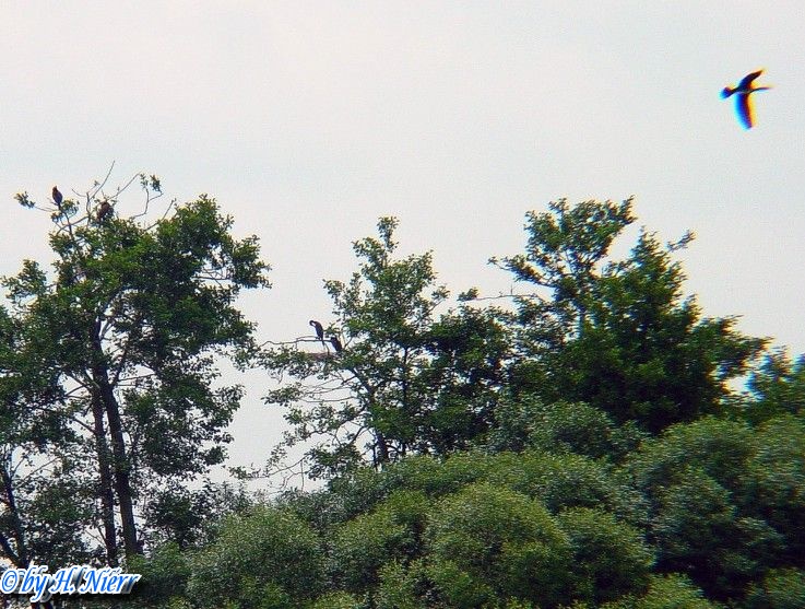 Phalacrocorax carbo -  3. Fund