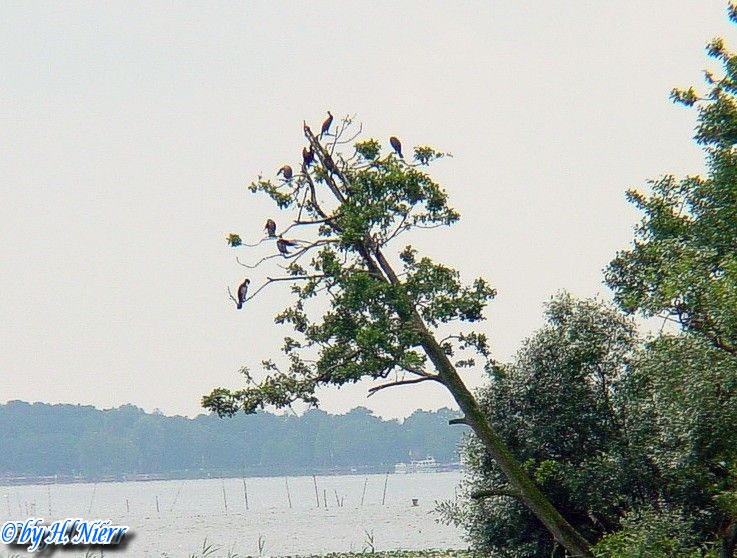 Phalacrocorax carbo -  3. Fund