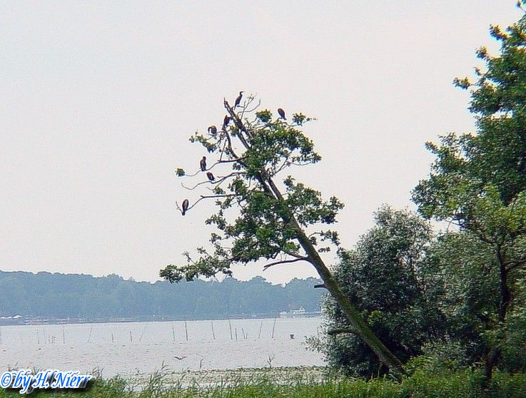 Phalacrocorax carbo -  3. Fund