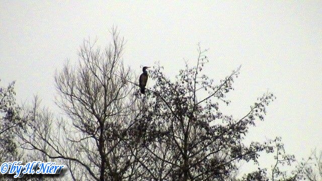 Phalacrocorax carbo -  4. Fund