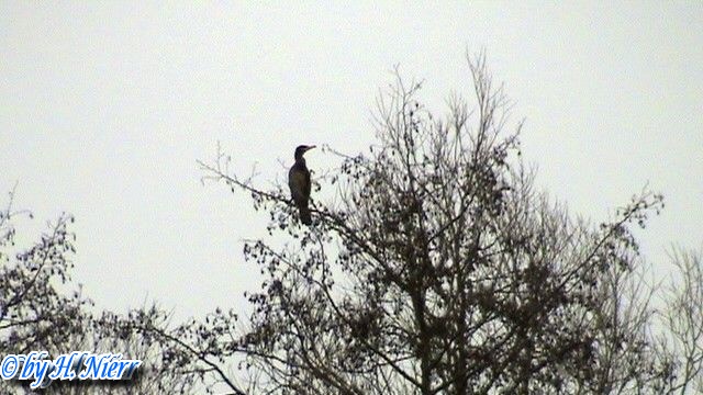 Phalacrocorax carbo -  4. Fund