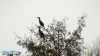 Phalacrocorax carbo -  4. Fund