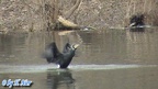 Phalacrocorax carbo -  5. Fund