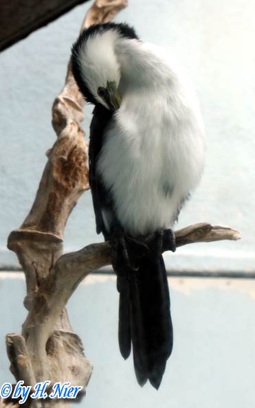 Phalacrocorax melanoleucos -  1. Fund