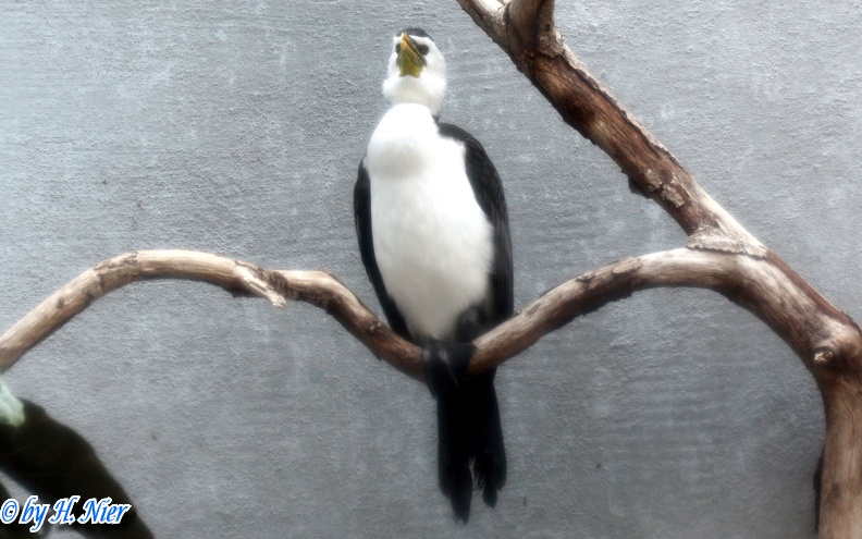 Phalacrocorax melanoleucos -  1. Fund