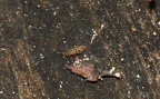 Klasse Collembola (Lubbock, 1870)