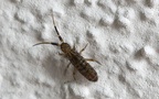 Ordnung Entomobryomorpha (Börner, 1906)