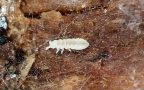 Ordnung Poduromorpha (Börner, 1913)