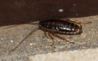Ordnung Blattodea (Brunner von Wattenwyl, 1882)