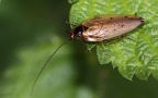 Ordnung Blattodea (Brunner von Wattenwyl, 1882)