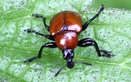 Familie Attelabidae (Billberg, 1820)