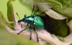 Familie Attelabidae (Billberg, 1820)