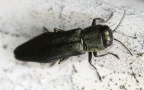 Familie Buprestidae (Leach, 1815)
