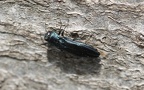 Familie Buprestidae (Leach, 1815)