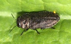 Familie Buprestidae (Leach, 1815)