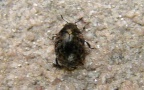 Familie Byrrhidae (Latreille, 1804)