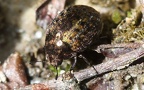 Familie Byrrhidae (Latreille, 1804)