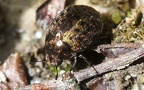 Cytilus sericeus (Forster, 1771)