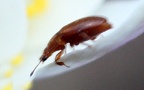 Familie Byturidae (Jacquelin du Val, 1858)
