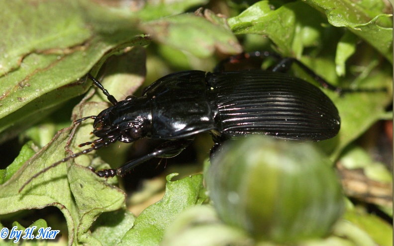 abax_parallelepipedus_1a.jpg