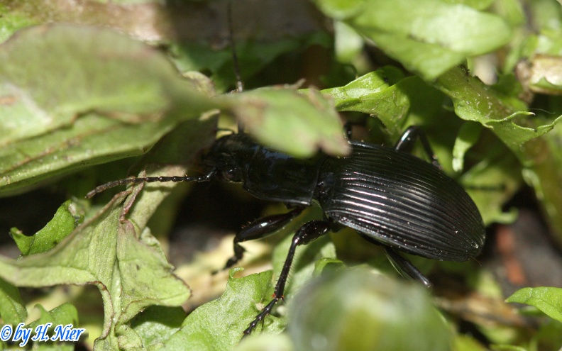 abax_parallelepipedus_1b.jpg