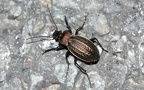 Carabus cancellatus (Illiger, 1798)