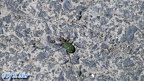 Cicindela campestris -  1. Fund