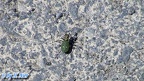 Cicindela campestris -  1. Fund