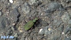 Cicindela campestris -  2. Fund