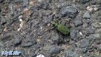 Cicindela campestris -  2. Fund