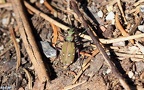 Cicindela campestris -  3. Fund