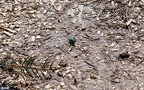 Cicindela campestris -  4. Fund